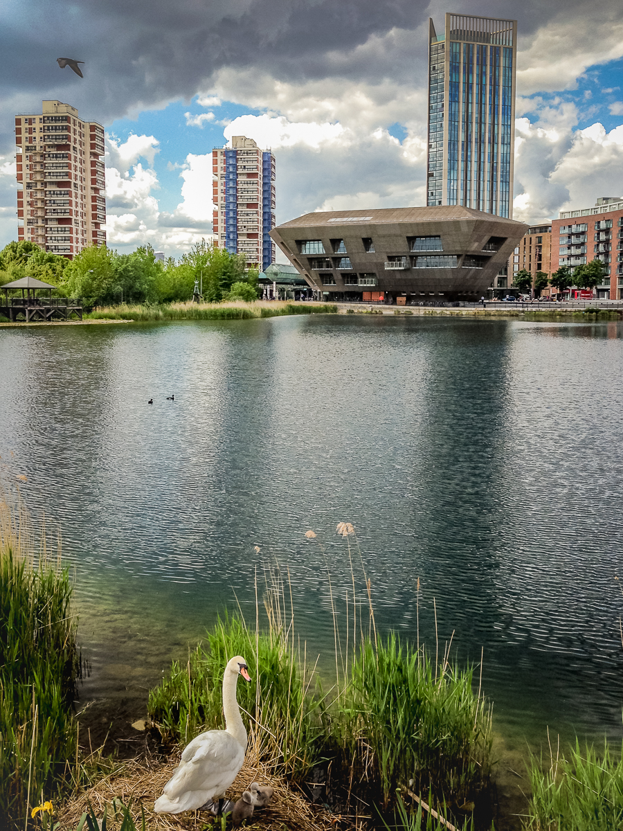 20160523_Southwark_Canada-Water_Two-Cygnets