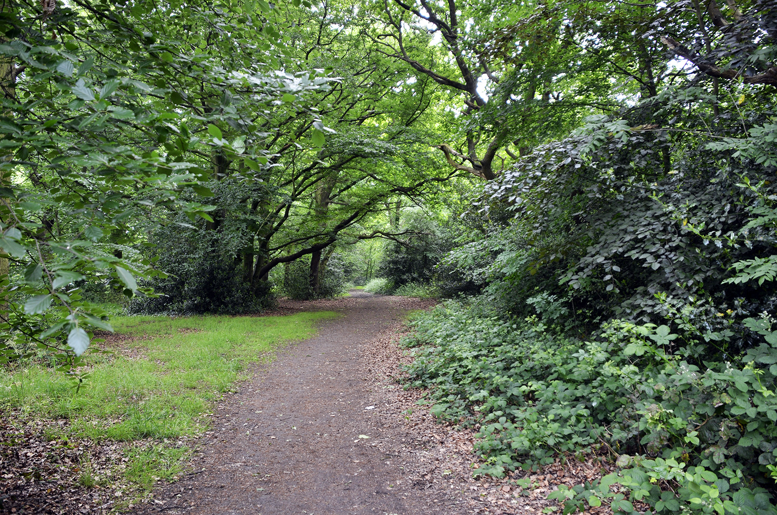 0160604-Wandsworth_Putney-Heath_Path_Summer