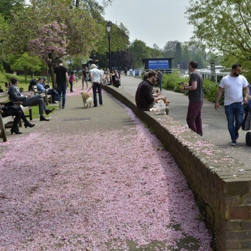 2016-05-12-Richmond_Thames-Path_towards-Petersham_Carpet-of-Spring-Blossom_-People