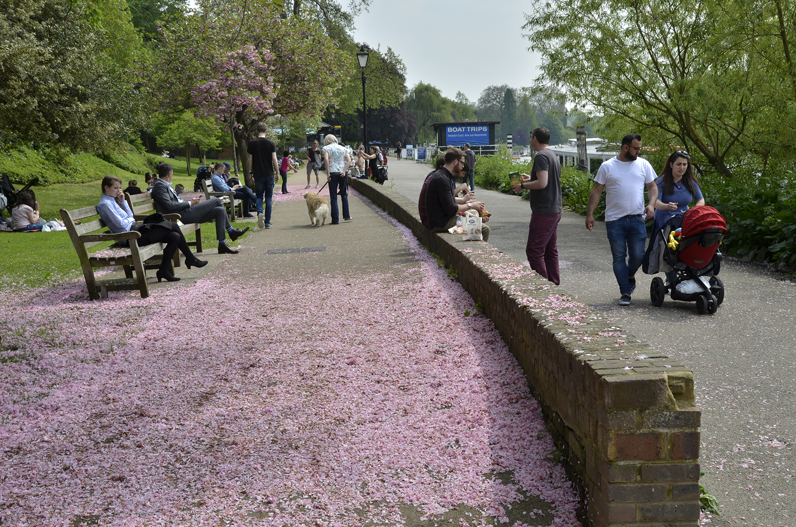2016-05-12-Richmond_Thames-Path_towards-Petersham_Carpet-of-Spring-Blossom_-People