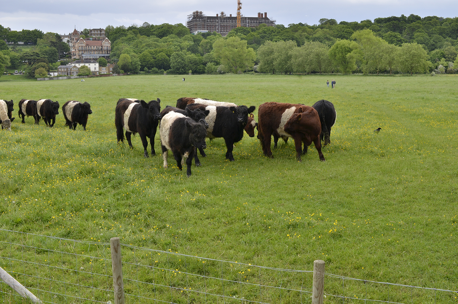 2016-05-22-Richmond_Petersham-Meadows_Cattle-on-Spring-Grass
