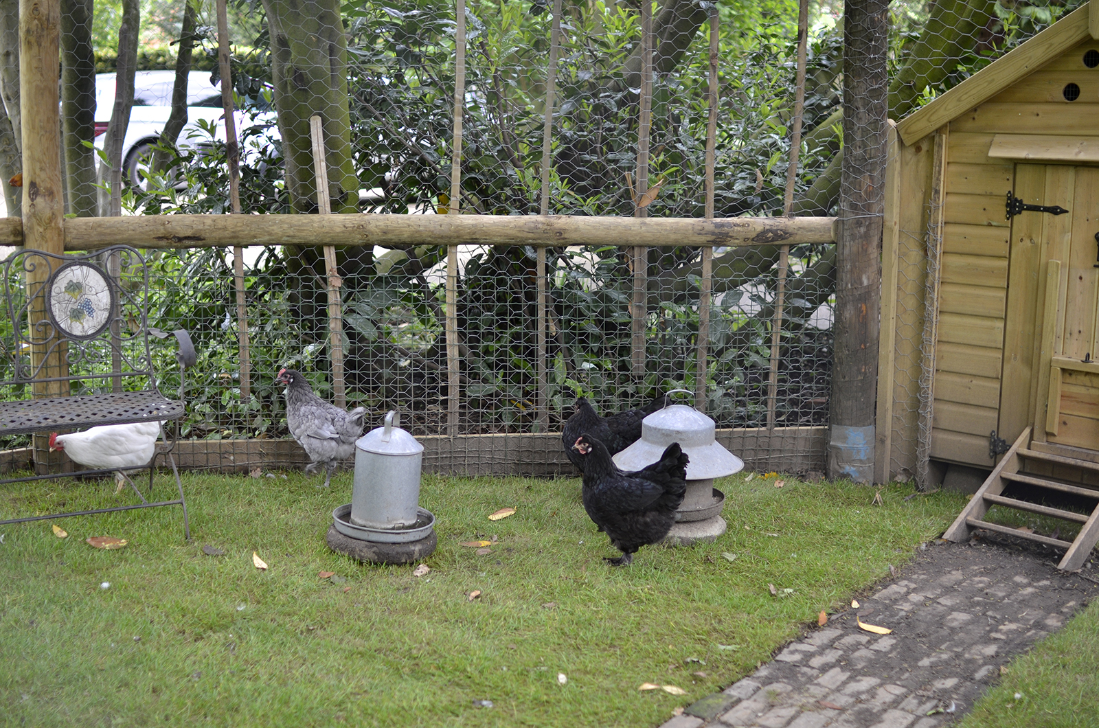 2016-05-22-Richmond_Petersham_Elm-Lodge_Chickens