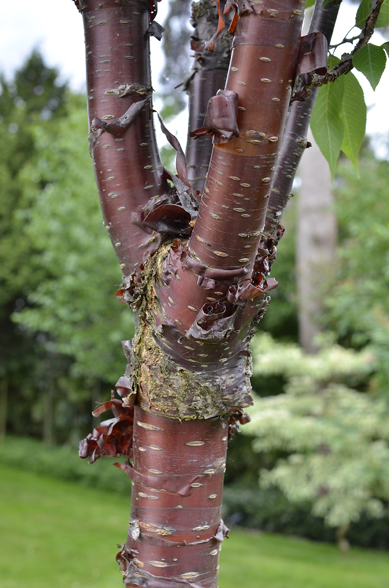 2016-05-22-Richmond_Petersham_Open-Gardens-Weekend_A-hidden-gem_Cherry-Bark_Detail