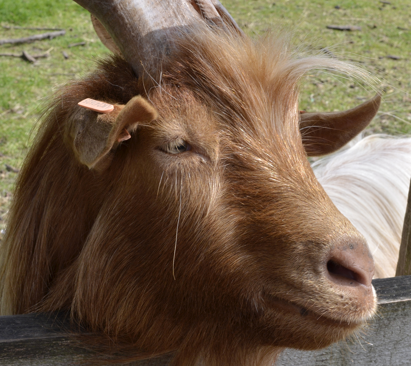 2016-05-28-Merton-Dean-City-Farm-Portrait-of-a-very-handsome-goat