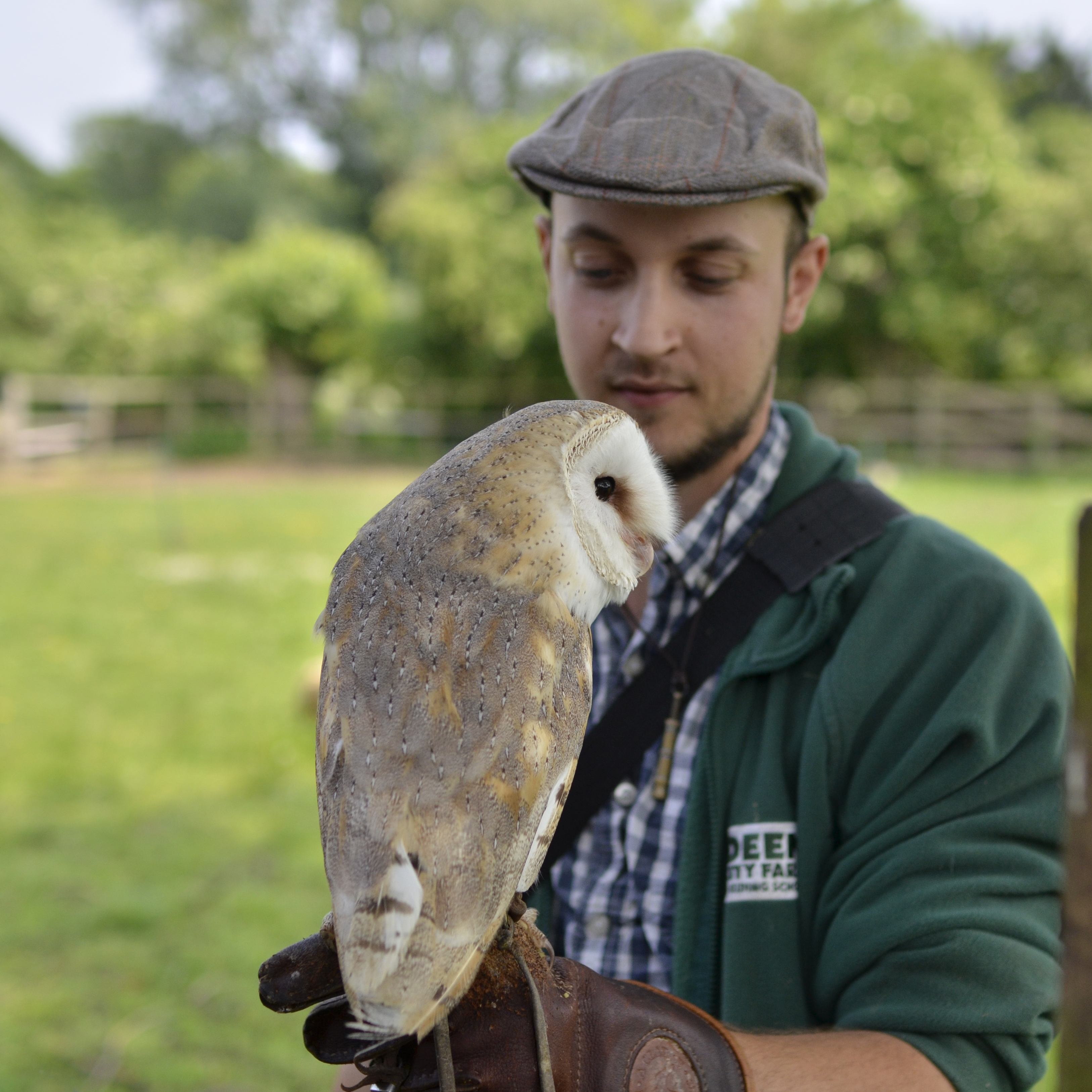 2016-05-28-Merton-Deen-City-Farm-Barn-Owl-with-keeper