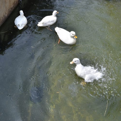 2016-05-28-Merton-Deen-City-Farm-Ducks-in-May