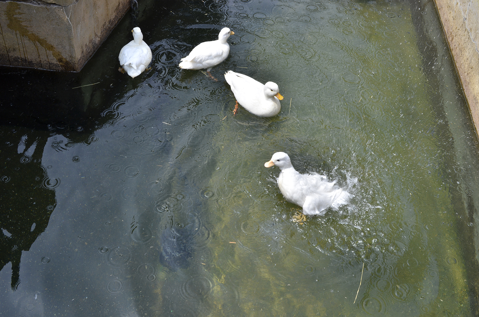 2016-05-28-Merton-Deen-City-Farm-Ducks-in-May