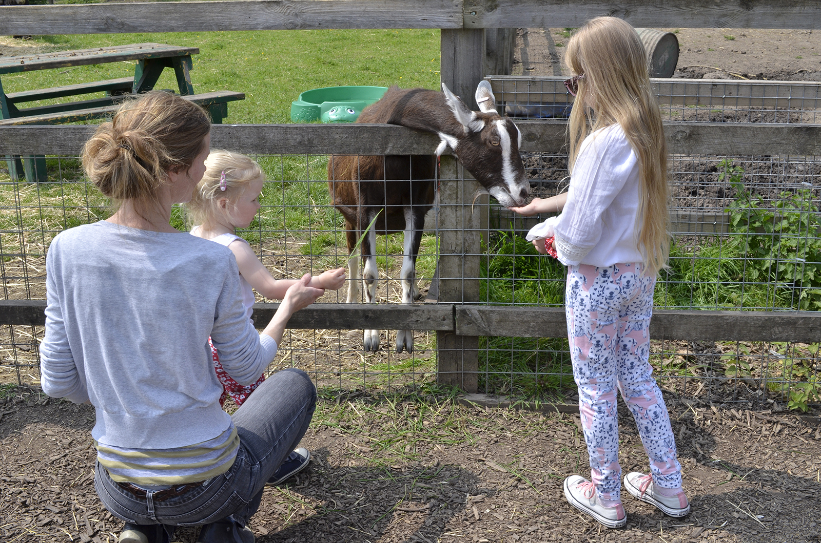 2016-05-28-Merton-Deen-City-Farm-People-Family-Green-turtle-looks-on