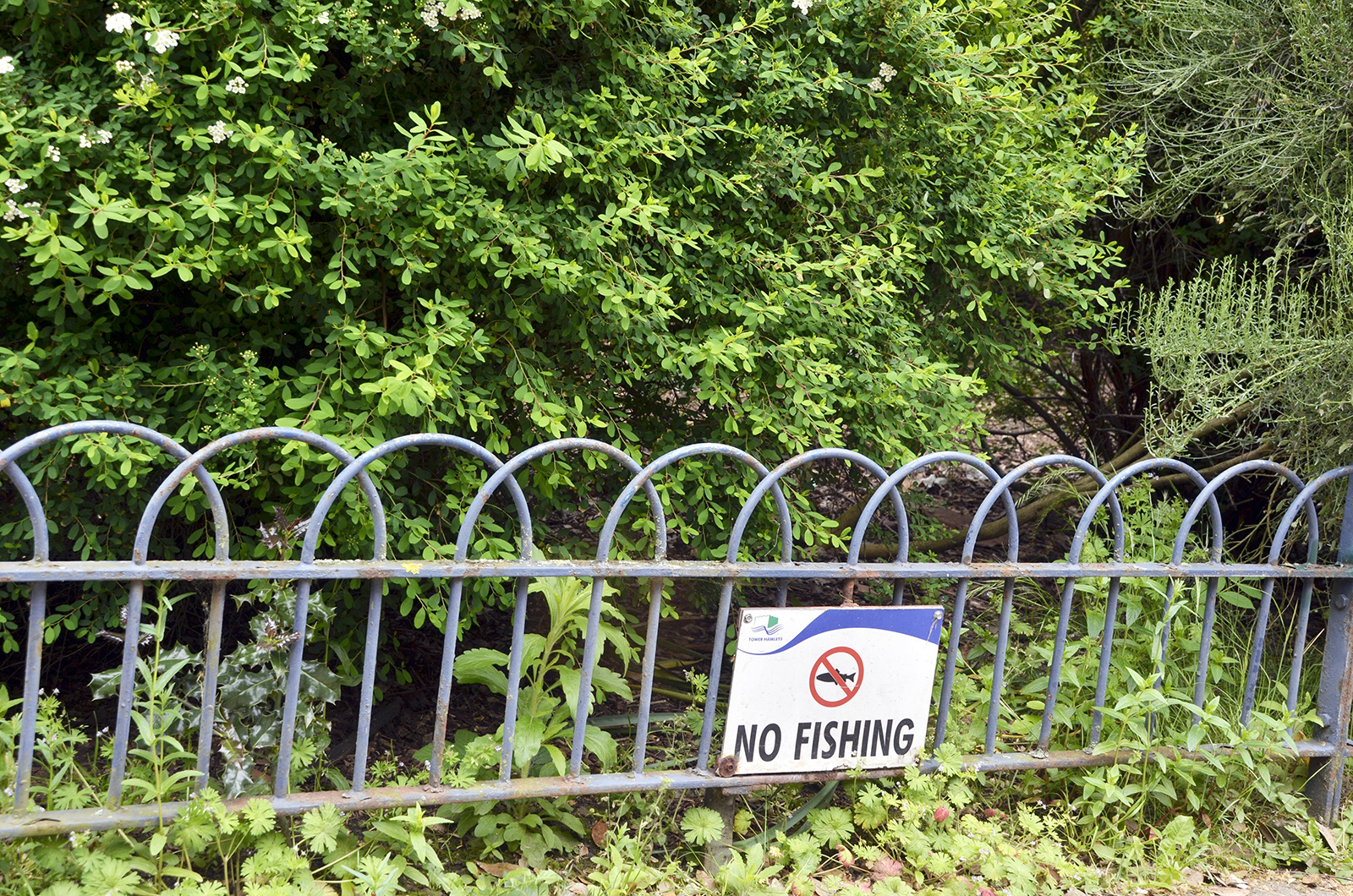 2016-06-0-Tower-Hamlets_Victoria-Park_Summer_No-Fishing-in-this-Hedge