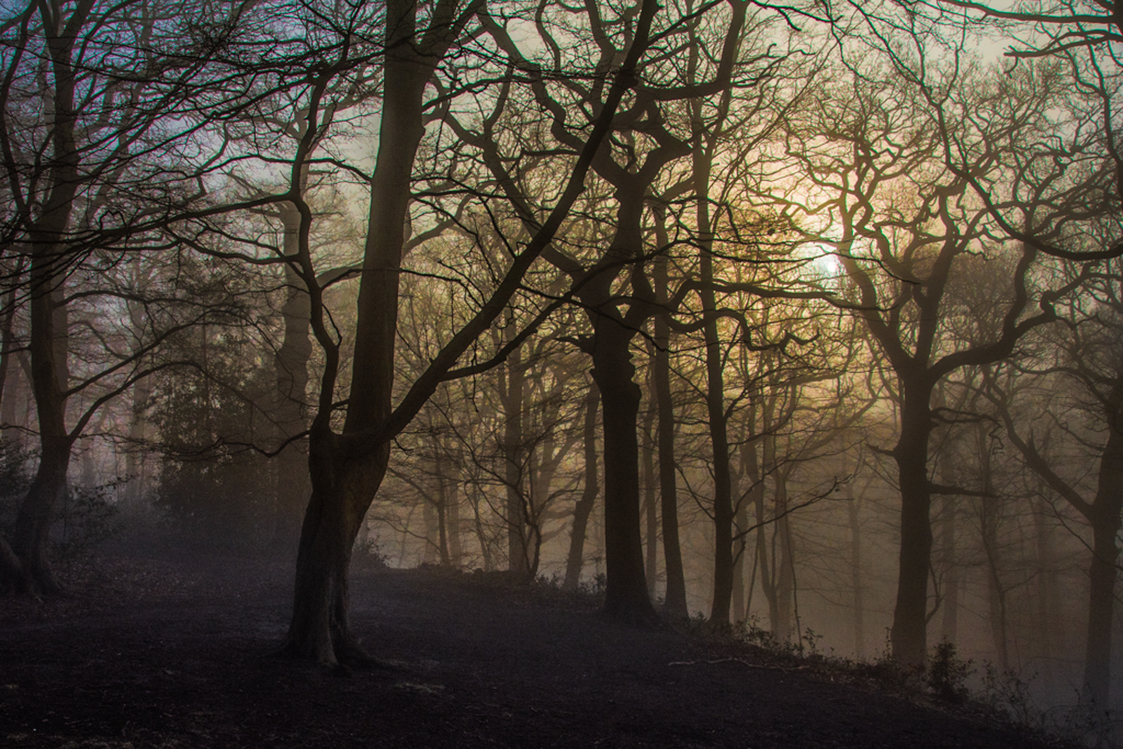 20160311_Haringey_Queens-Wood