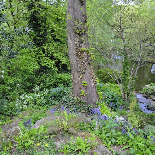 20160509_Camden_-Waterlow-Park-_Early-summer-flora