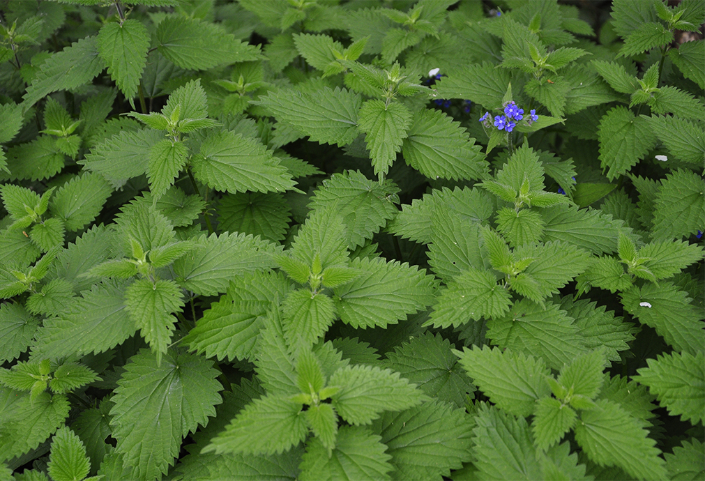 20160509_Camden_-Waterlow-Park-_Nettle-with-flowers