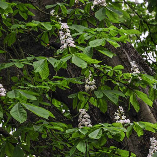 20160509_Camden_Waterlow-Park-_Chestnut-Tree-in-bloom