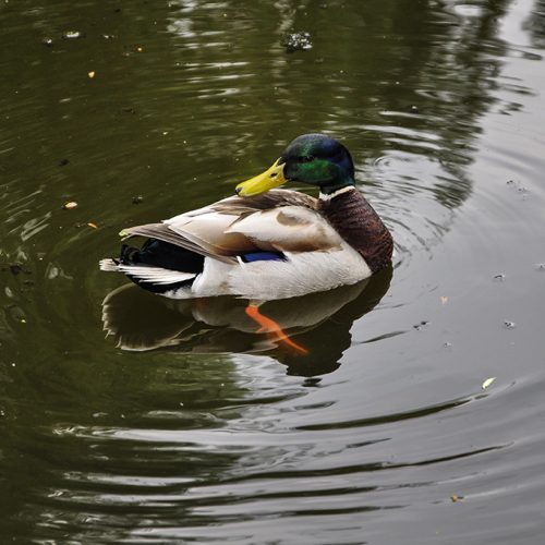 20160509_Camden_Waterlow-Park_Grooming-mallard