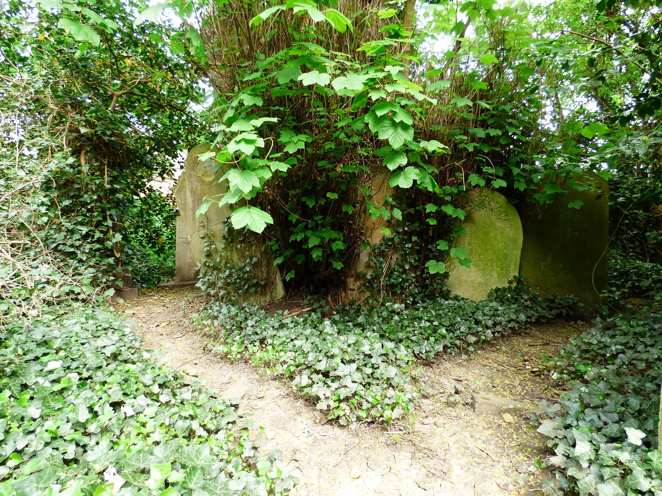 20160509_Hackney_Abney-Park-Cemetery_Becoming-Tree