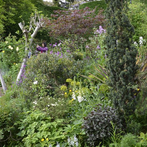 20160522-Richmond_Petersham_12-Cedar-Heights_Open-Gardens-Weekend_Lovely-Floral-Terrace