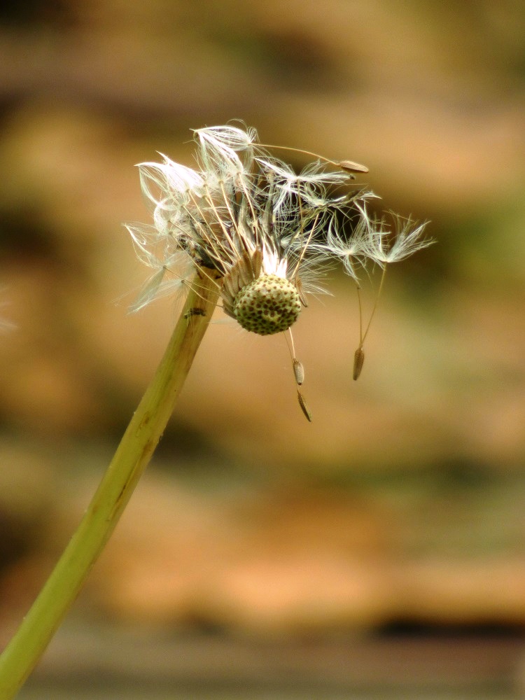 20160524_Tower-Hamlets_Tower-Hamlets-Cemetery-Park_Bald-Dandelion