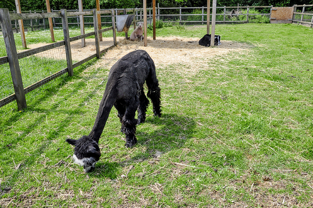 20160528_Merton_-Deen-City-Farm_Black-alpaca