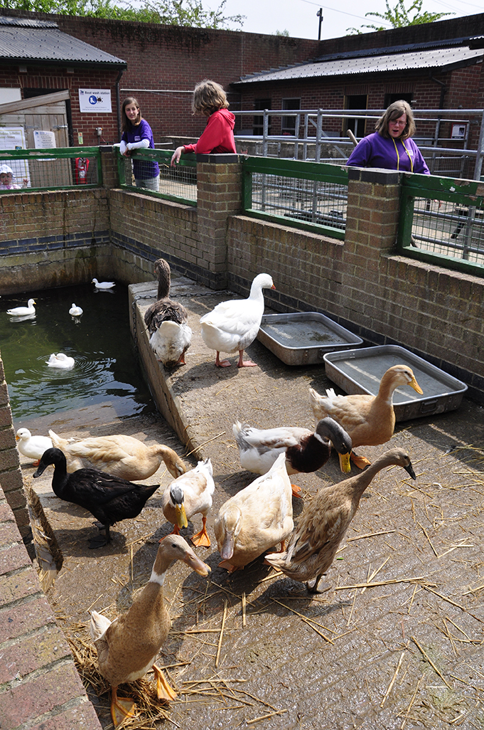 20160528_Merton_-Deen-City-Farm_Geese-and-ducks