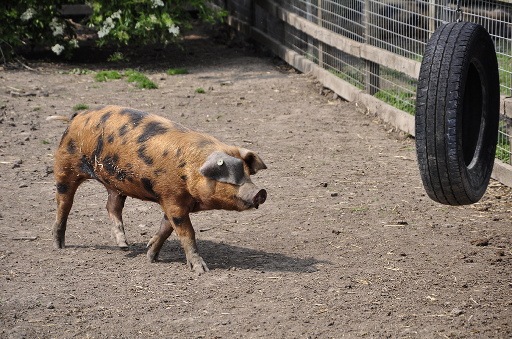 20160528_Merton_-Deen-City-Farm_Pig-ready-for-a-workout