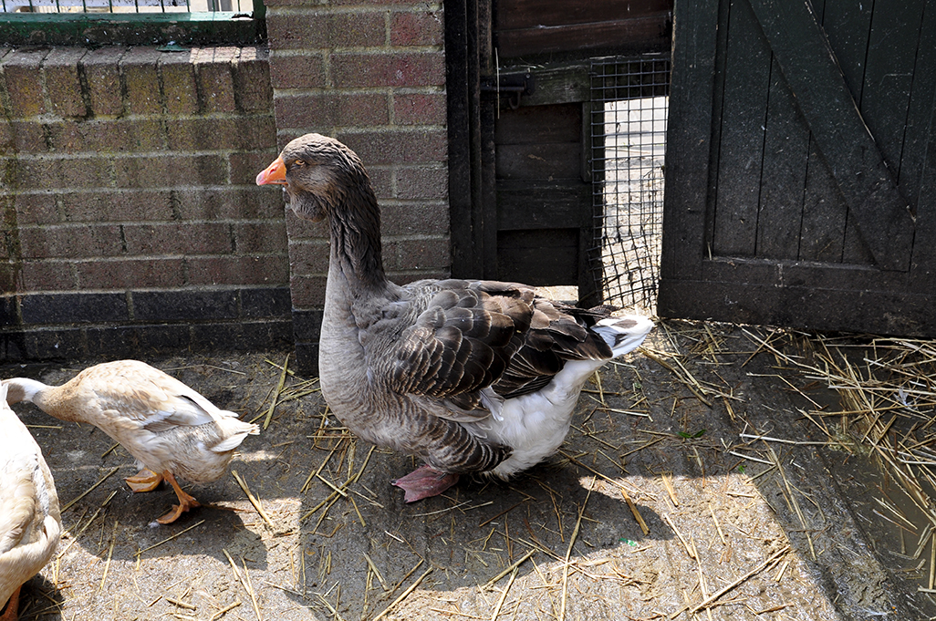 20160528_Merton_Deen-City-Farm_-Bearded-goose