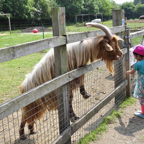 20160528_Merton_Deen-City-Farm_Goat-striking-up-a-new-friendship