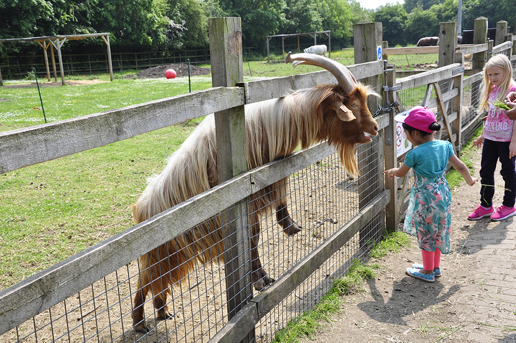 20160528_Merton_Deen-City-Farm_Goat-striking-up-a-new-friendship