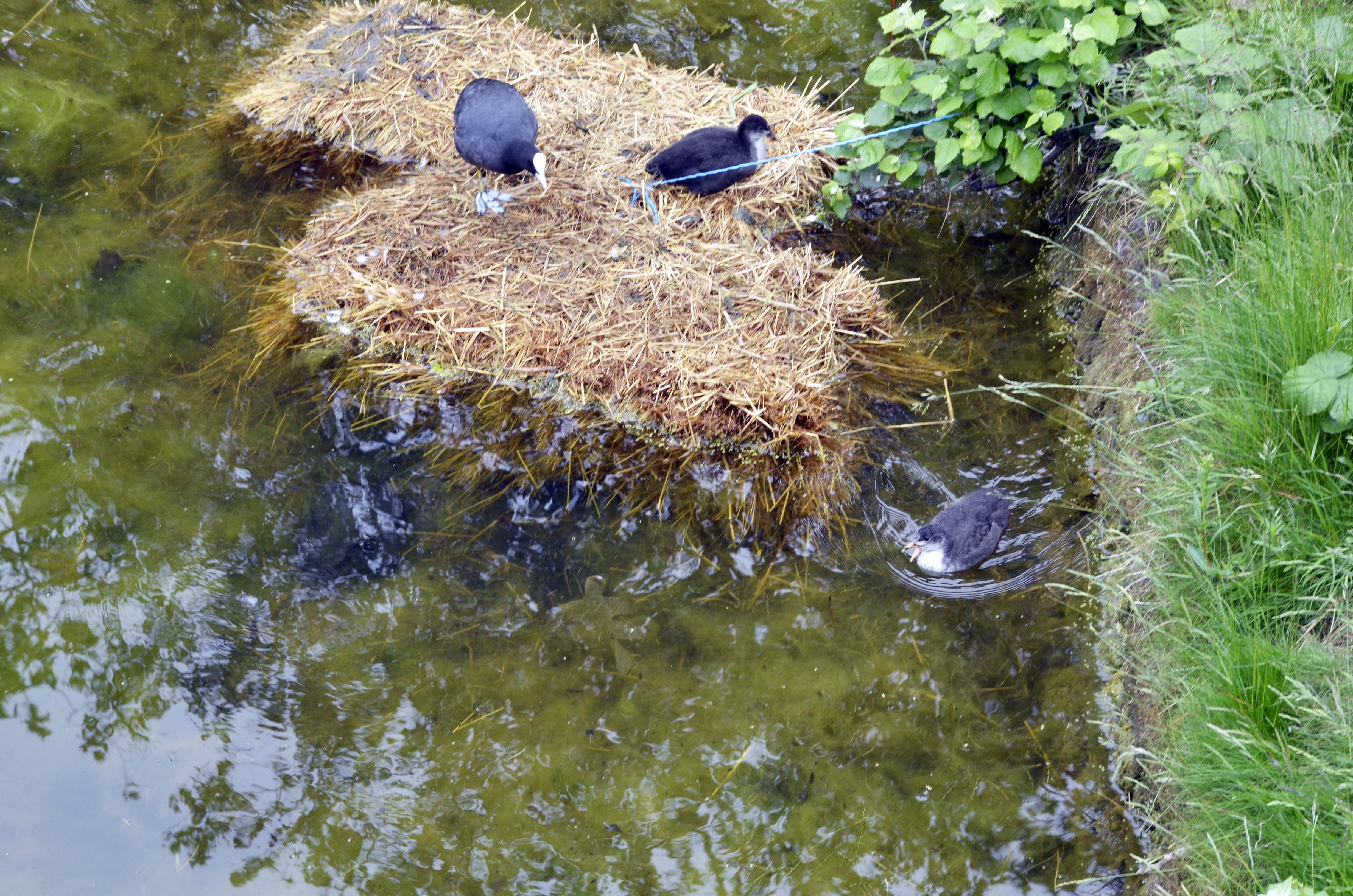 20160604-Tower-Hamlets_Victoria-Park_Coots-on-A-Raft_Summer