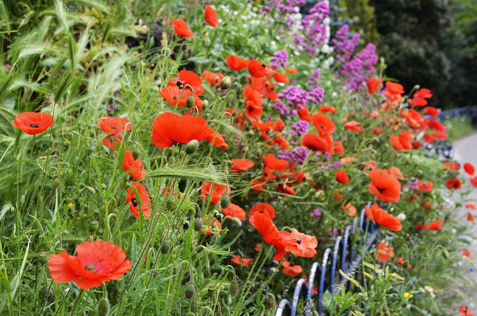 20160604-Tower-Hamlets_Victoria-Park_Flowers-tumbling-over-the-Pathway_Summer