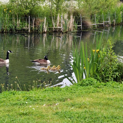 20160604-Tower-Hamlets_Victoria-Park_Geese-and-Goslings_Summer