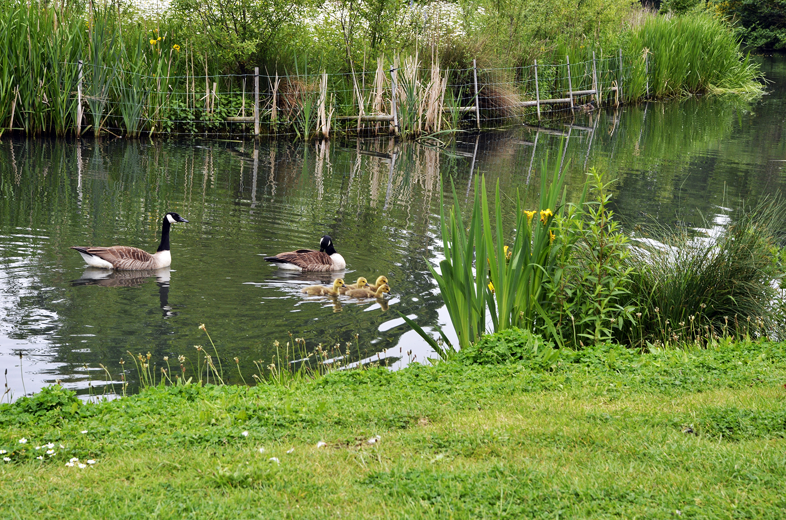 20160604-Tower-Hamlets_Victoria-Park_Geese-and-Goslings_Summer