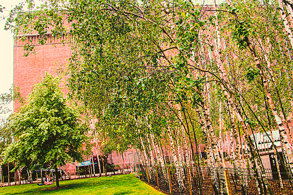 20160604_Southwark_Birch-Grove-outside-Tate-Modern_3541