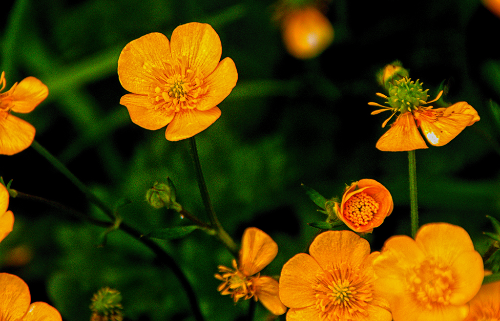 20160605_Hackney_-buttercups-at-Woodberry-Downs_3588