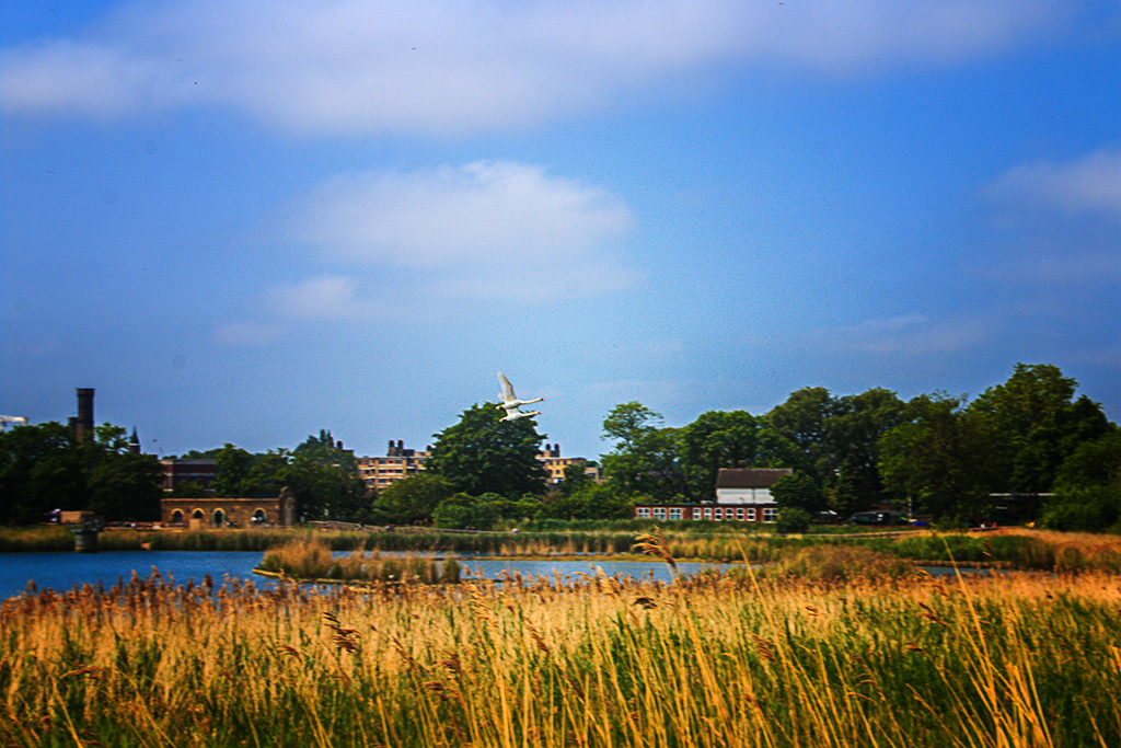 20160605_Hackney_-two-swans-mating-flight-Woodberry-Wetlands_3568