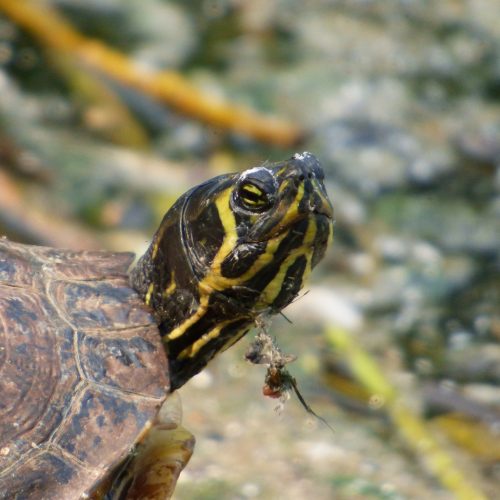 20160605_Hackney_Clossold-Park_Terrapin-on-the-Beckmere-Lake