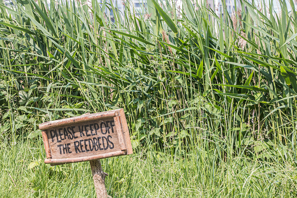 20160605_Hackney_Woodberry-Wetlands-keep-off-the-reedbeds_3580