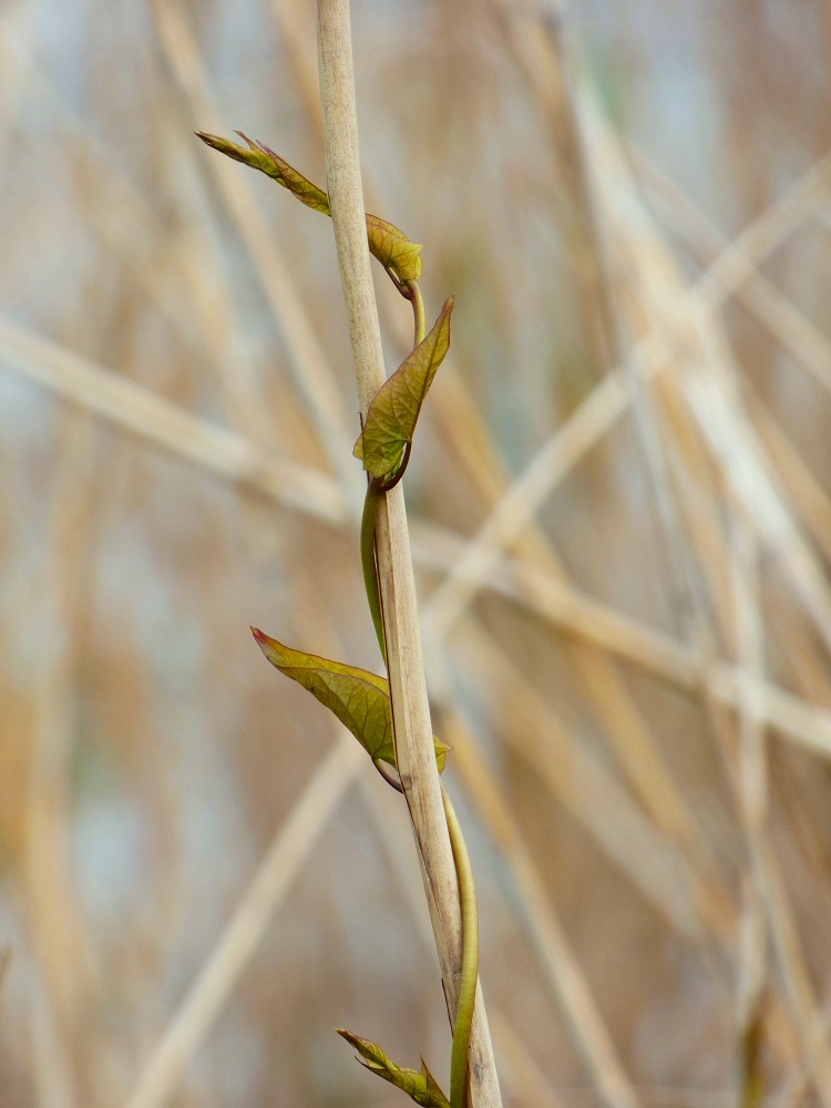 20160605_Hackney_Woodberry-Wetlands_Twisted