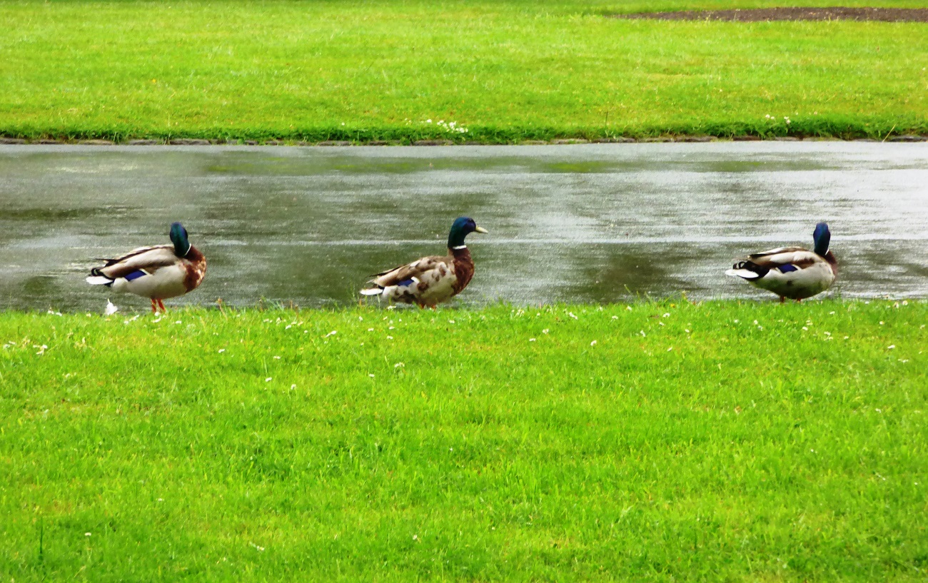 20160607_Redbridge_Valentines-Park_three-in-a-row