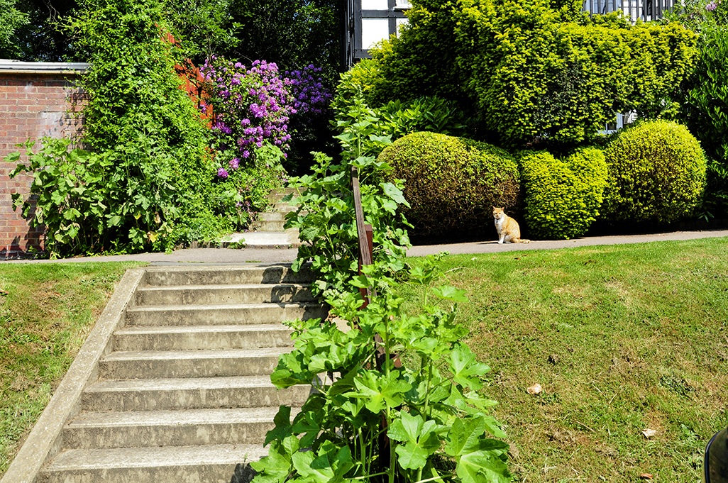 20160609_Camden_Makepeace-Avenue_Leafy-avenue-and-a-suspicious-cat