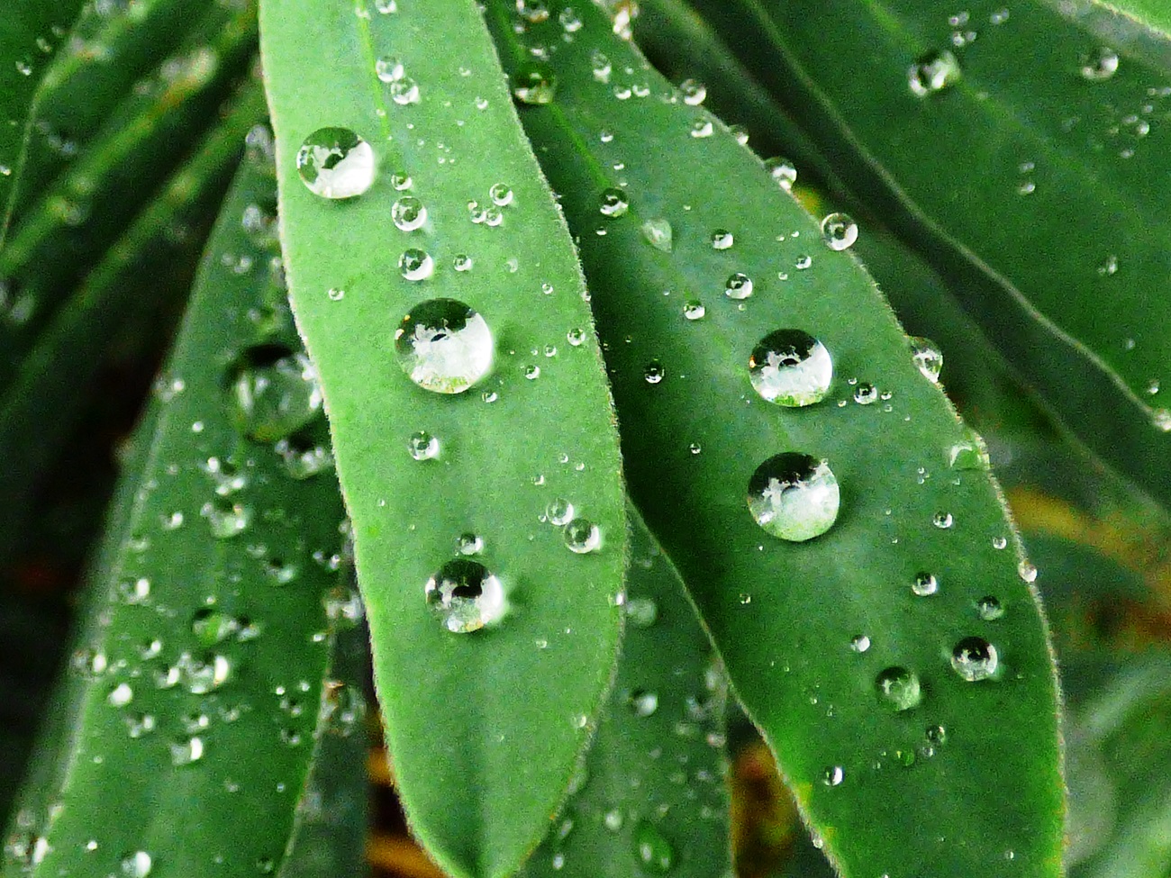 20160613_Hackney_St-Leonards-Church_Droplets-for-Summer