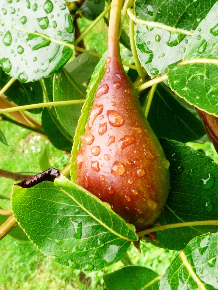 20160613_Hackney_St-Leonards-Church_Pear-Drops