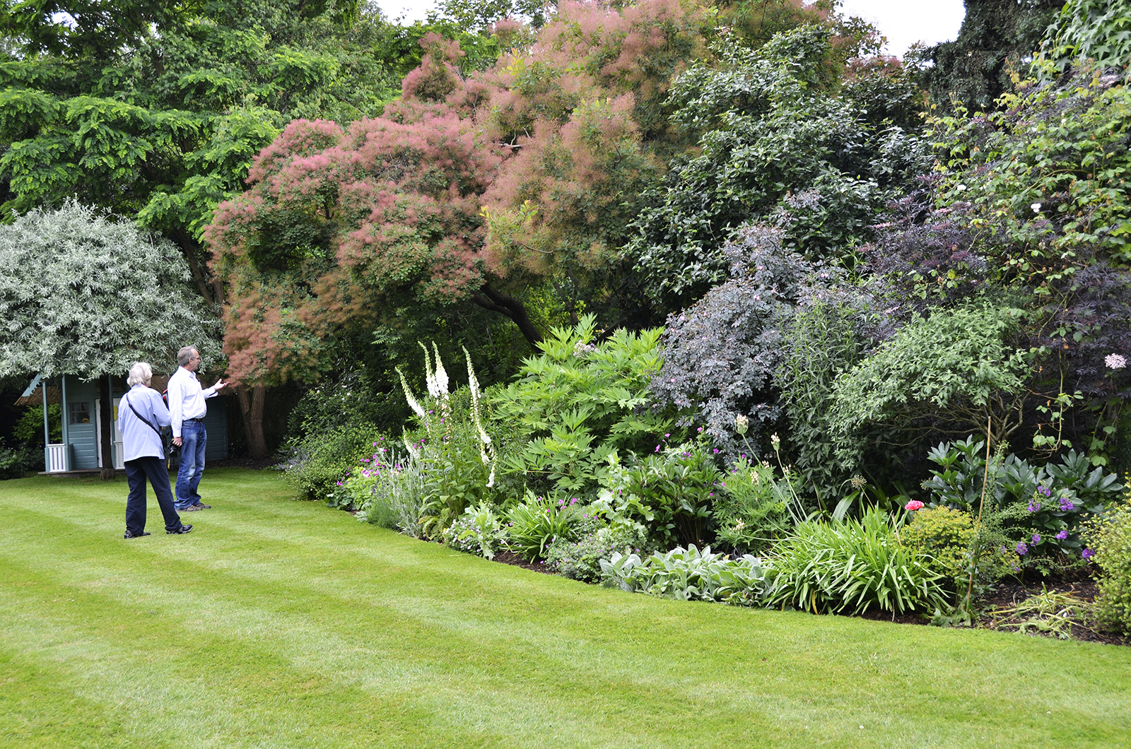 20160618-Fulham_Lanscape_Summer_All-Saints-Vicarage-Garden_Flowering-Tree_OGS