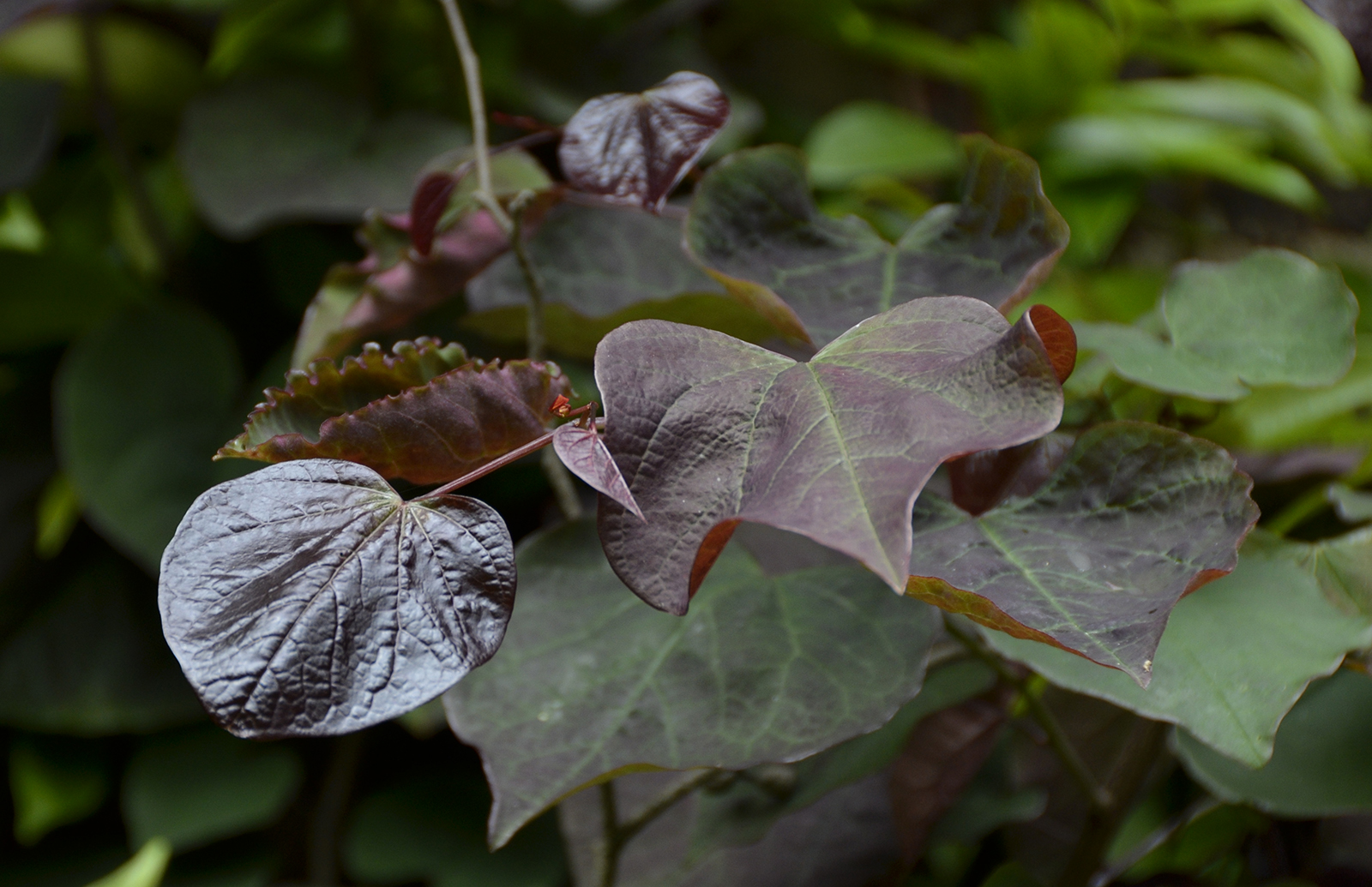 20160618-Fulham_Summer_Flora_Wm-Morris-Garden_Leaves_OGS