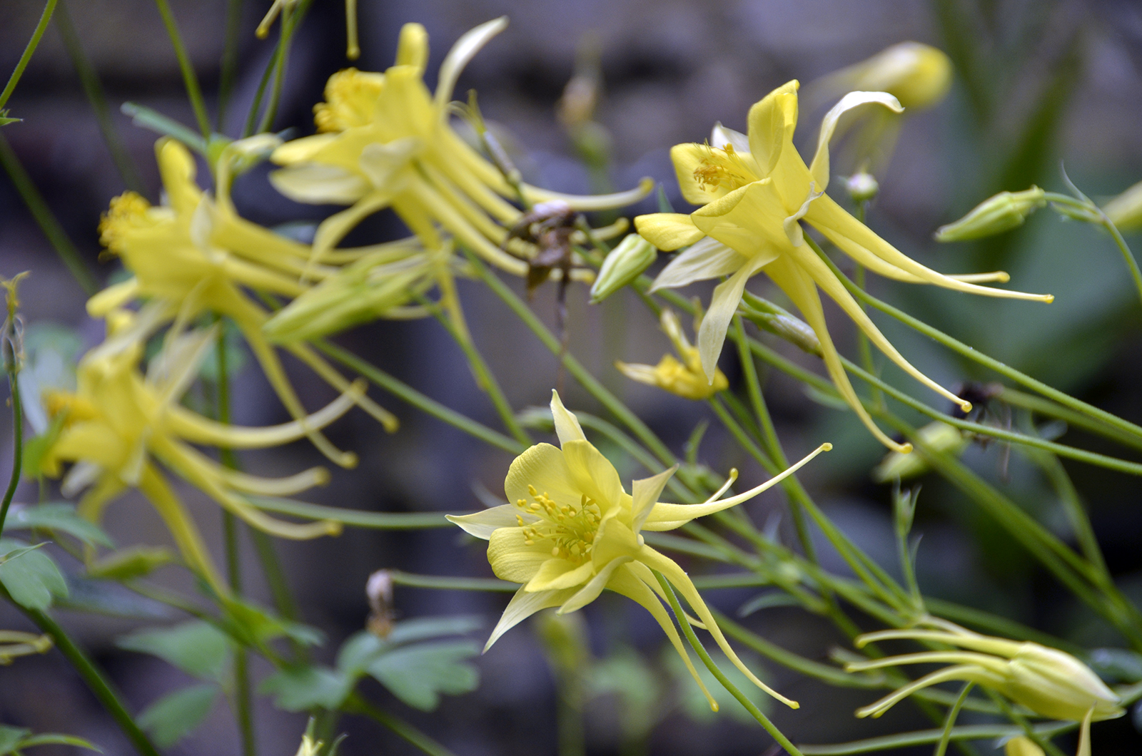 20160618-Fulham_Summer_Flora_Wm-Morris-Garden_OGS