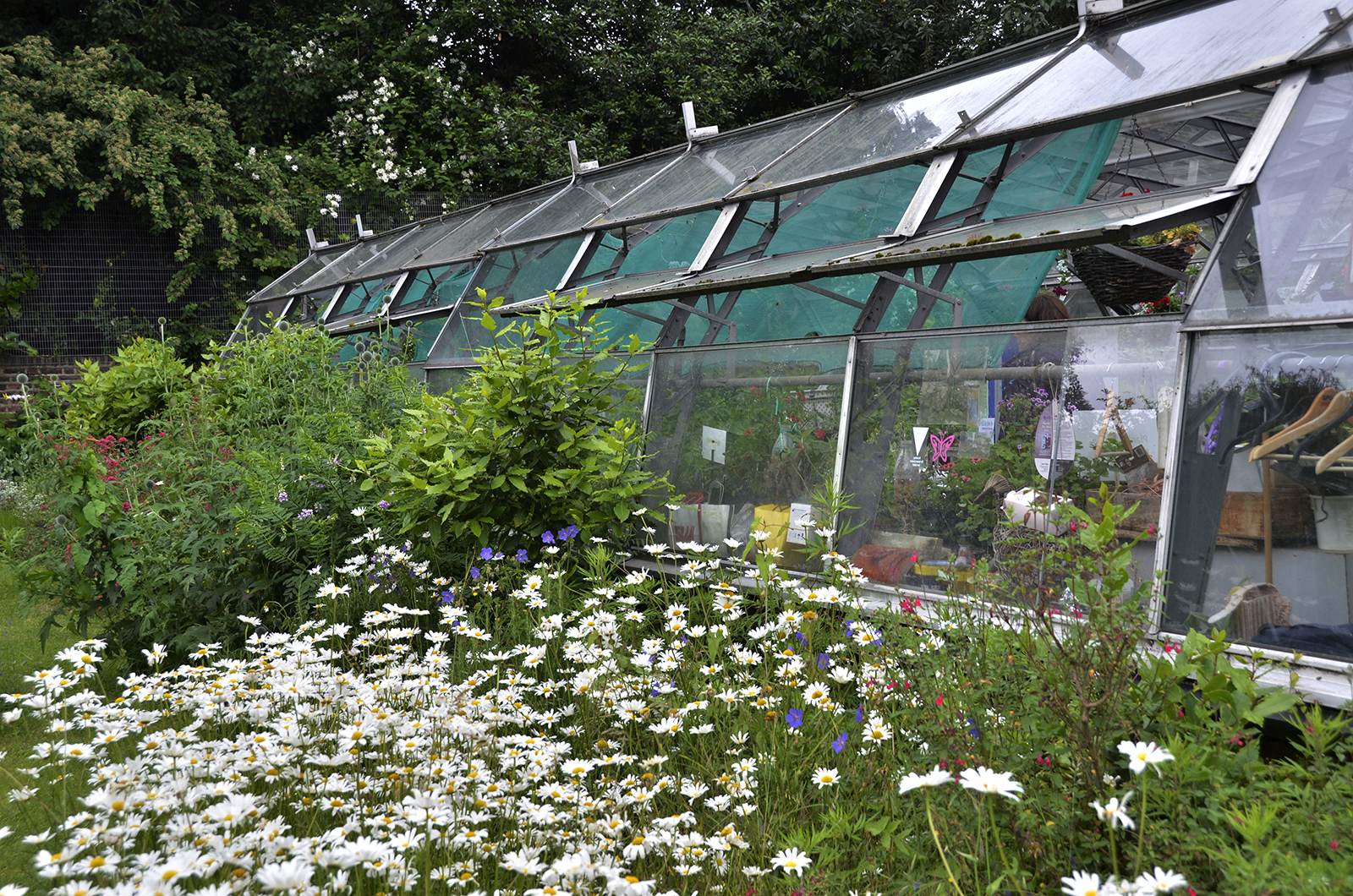 20160618-Fulham_Summer_Ravenscourt-Park-Glasshouses_Landscape_Showing-restored-Glasshouses_OGS