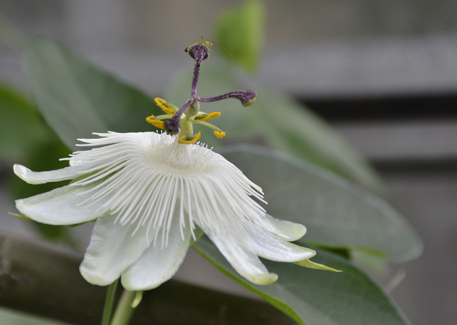 20160618-Fulham_Summer_Ravenscourt-Park_Flora_White-Passion-Flower_OGS