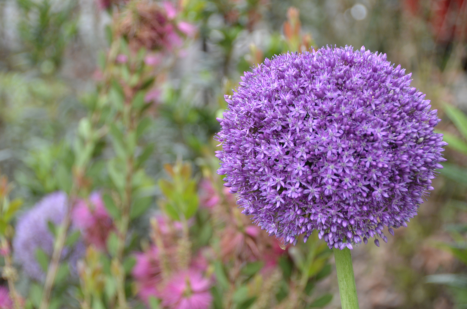 20160619-Kensington_Norland-Square_Summer_Floral-Detail_OGS