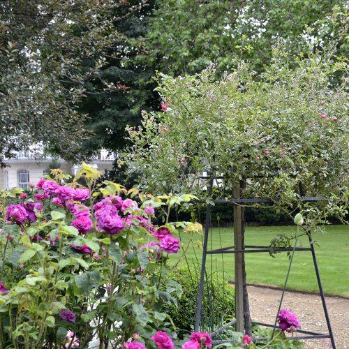 20160619-Kensington_Royal-Crescent-Gardends_Planting-Detail