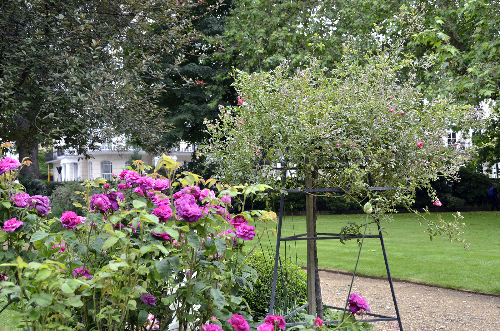 20160619-Kensington_Royal-Crescent-Gardends_Planting-Detail