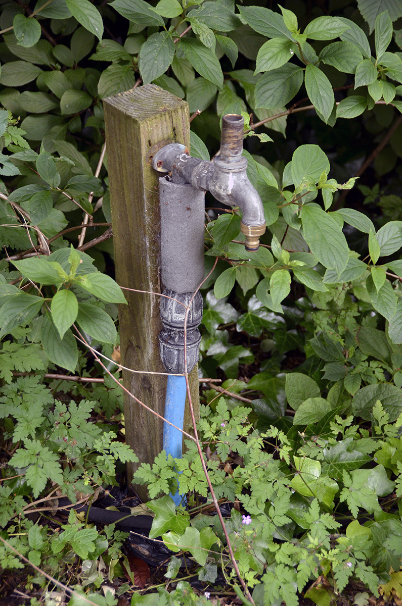 20160619-Kensington_Summer_Garden-Square_Detail_Rosmead_OGS